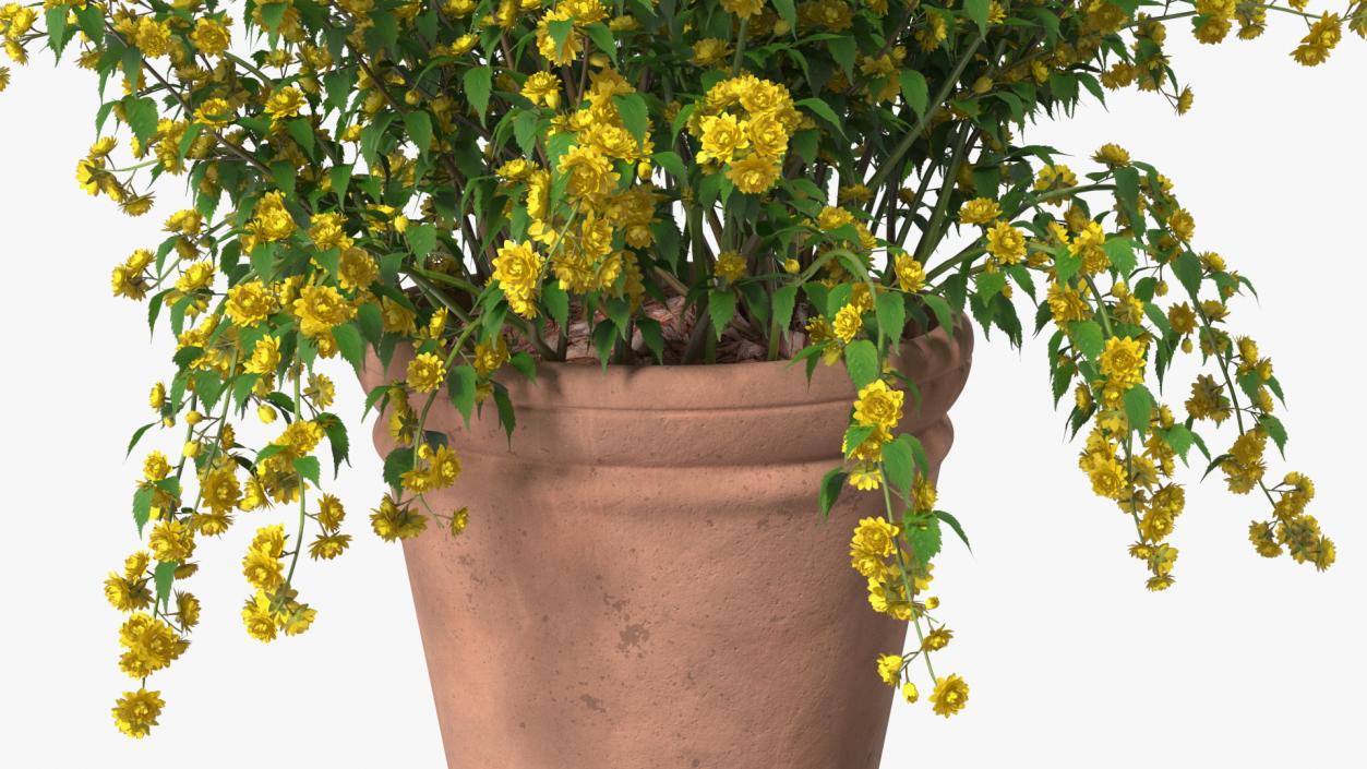 Flower Pots Collection 7 3D model