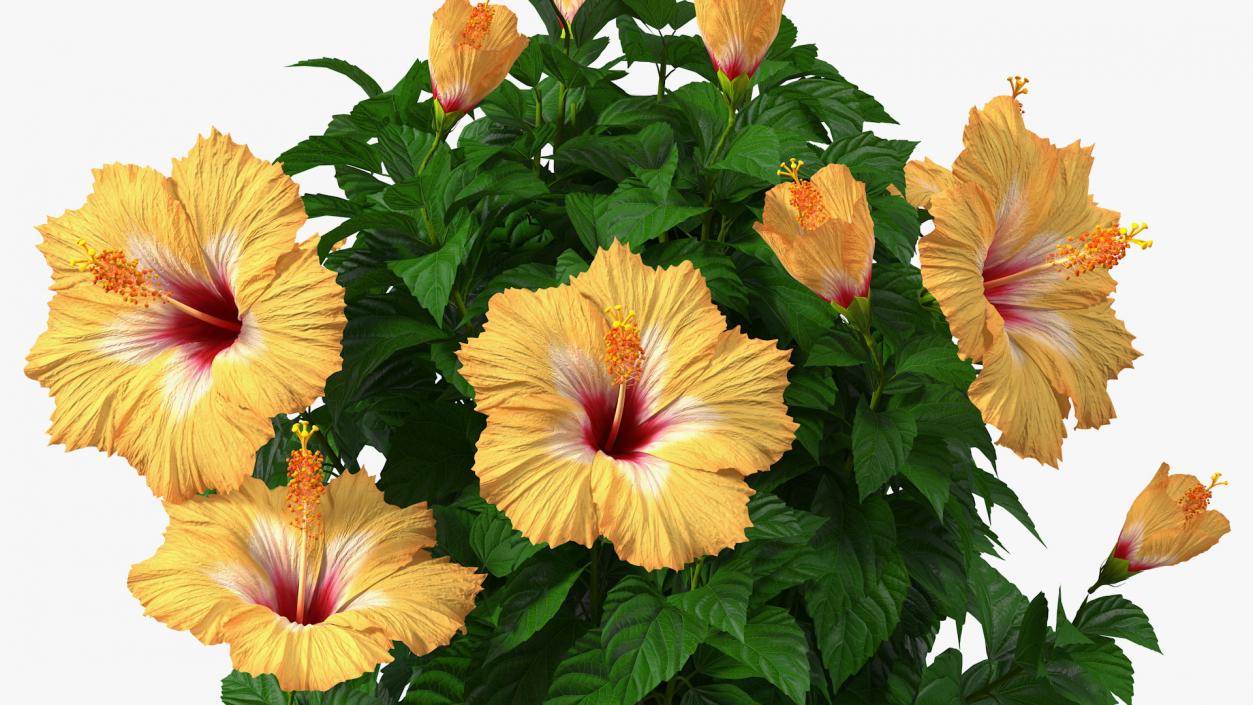 Flower Pots Collection 7 3D model