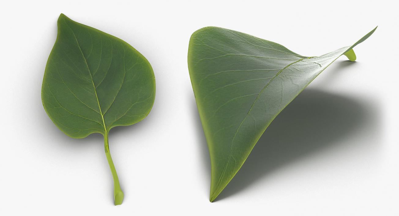 Leaves Collection 9 3D model