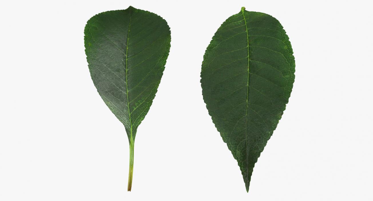 Leaves Collection 9 3D model