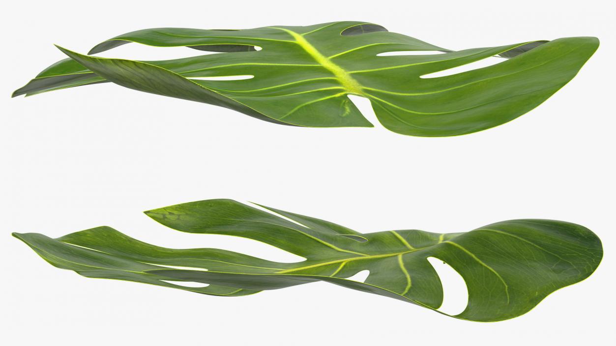 Leaves Collection 9 3D model