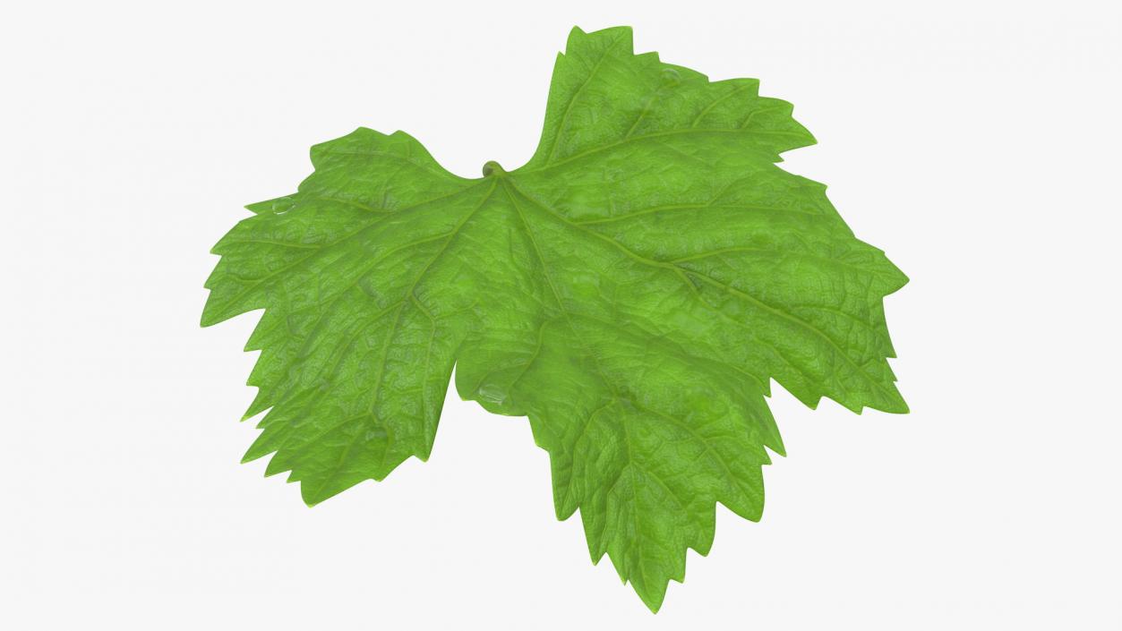 Leaves Collection 9 3D model