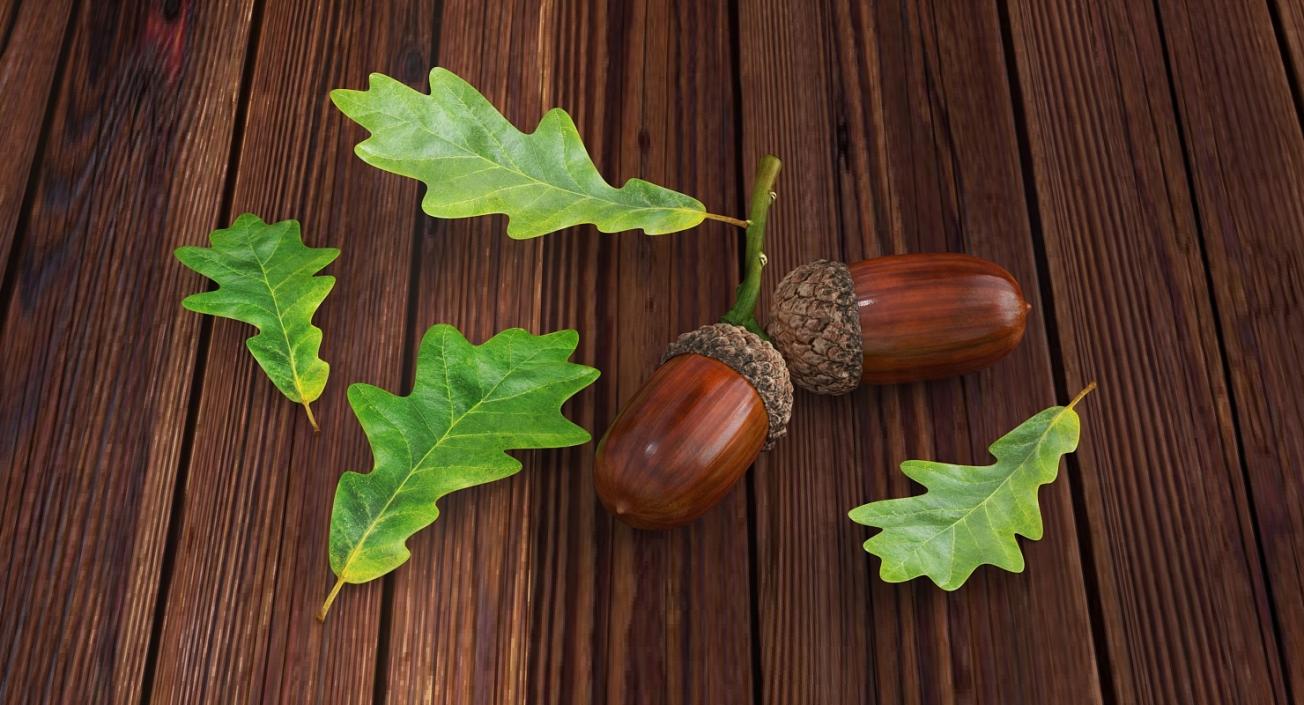 Leaves Collection 9 3D model