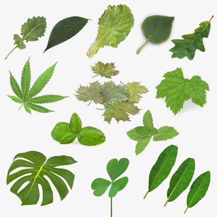 Leaves Collection 9 3D model