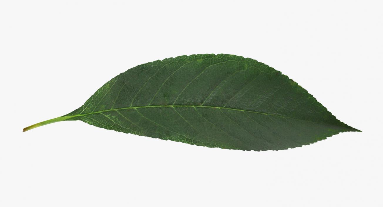 Leaves Collection 9 3D model