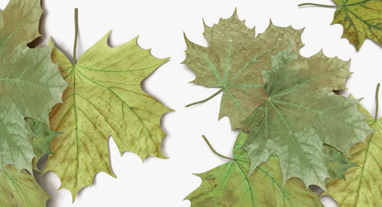 Leaves Collection 9 3D model