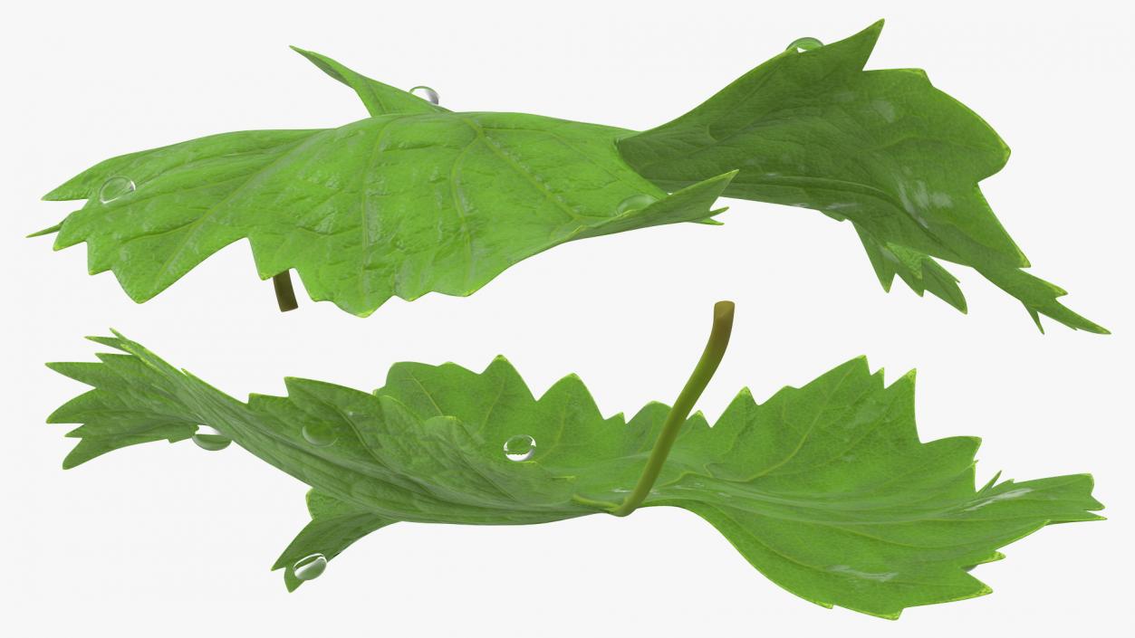 Leaves Collection 9 3D model