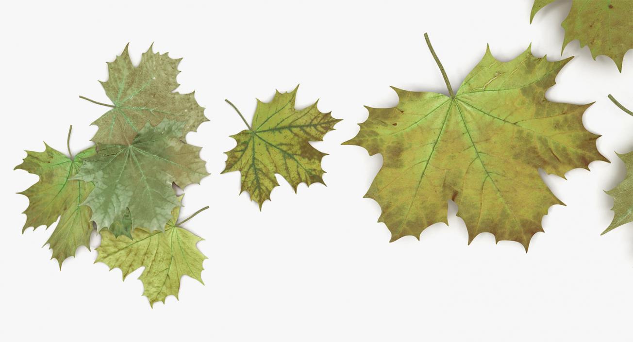 Leaves Collection 9 3D model