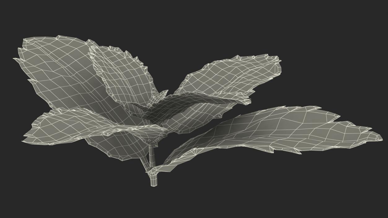 Leaves Collection 9 3D model