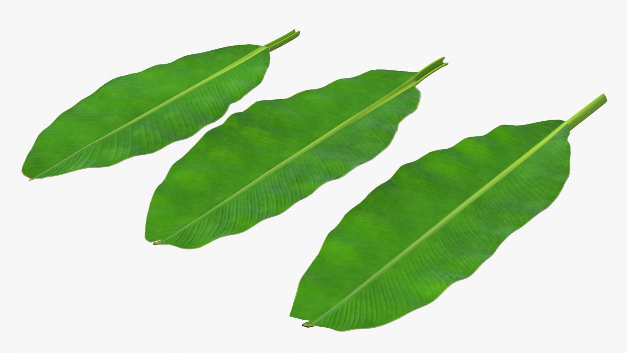 Leaves Collection 9 3D model