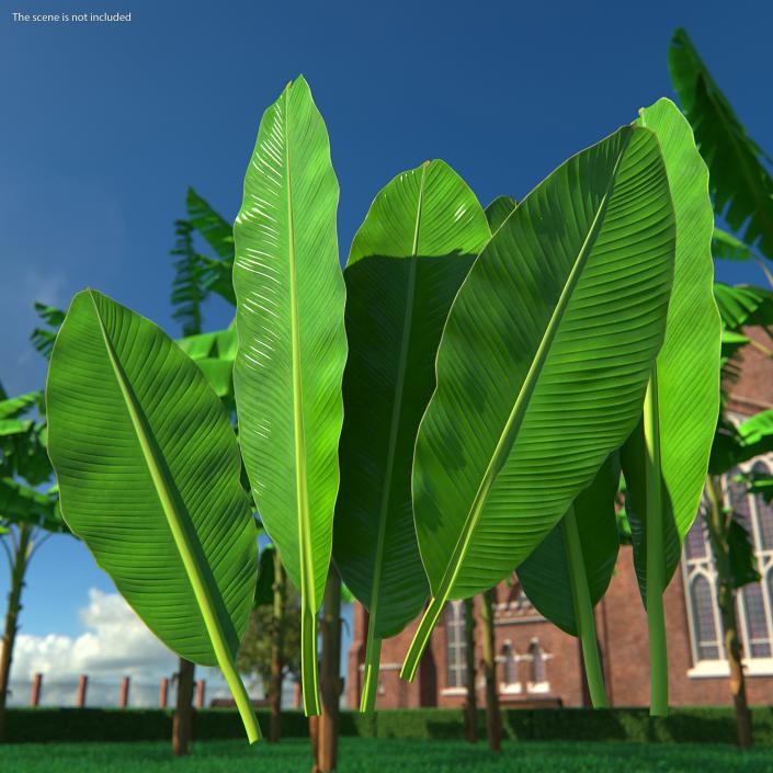 Leaves Collection 9 3D model