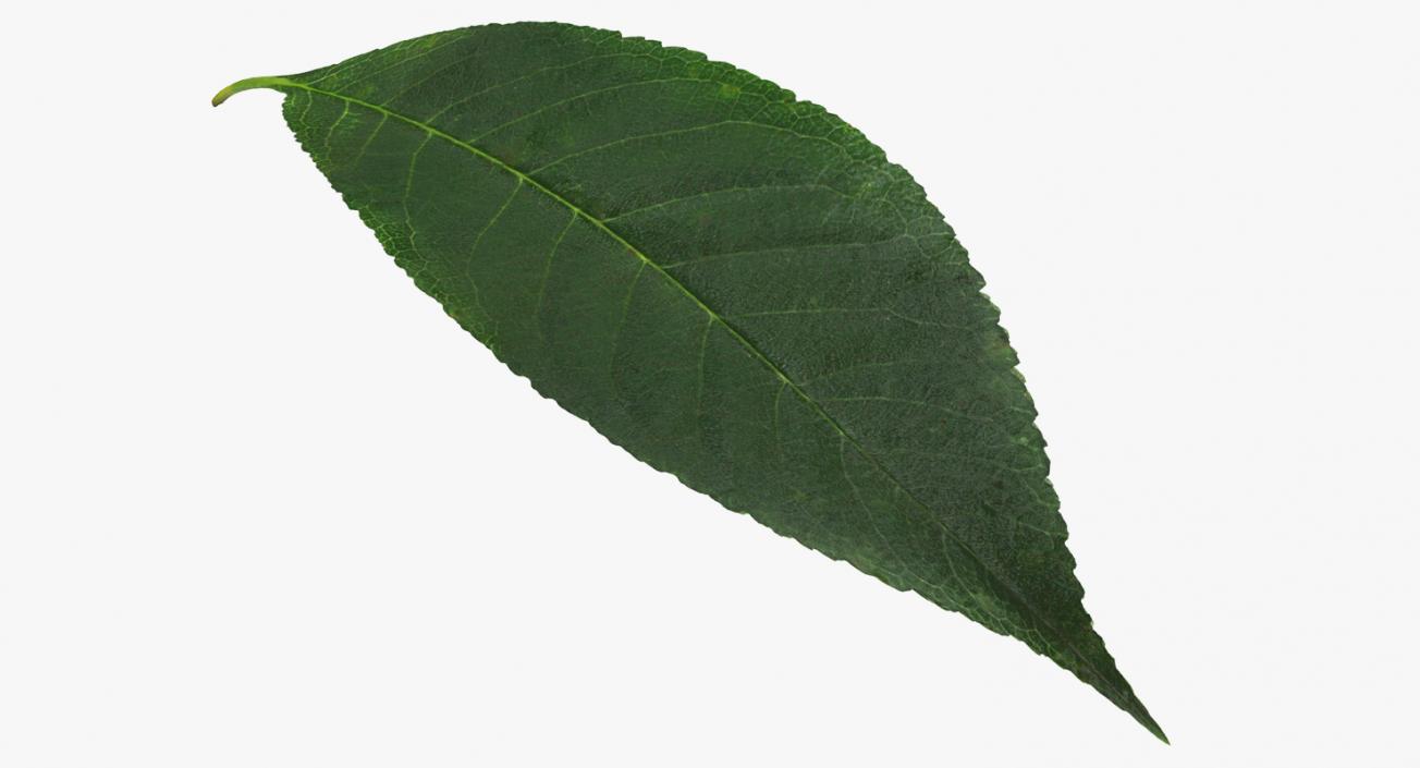 Leaves Collection 9 3D model