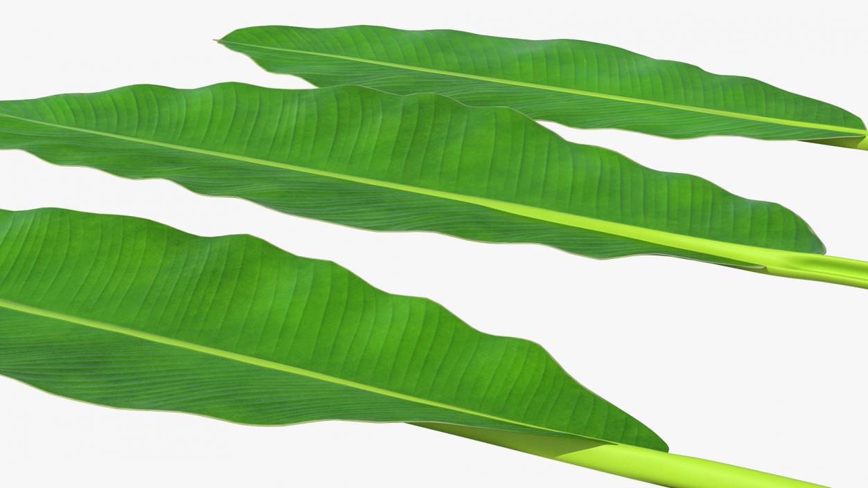 Leaves Collection 9 3D model