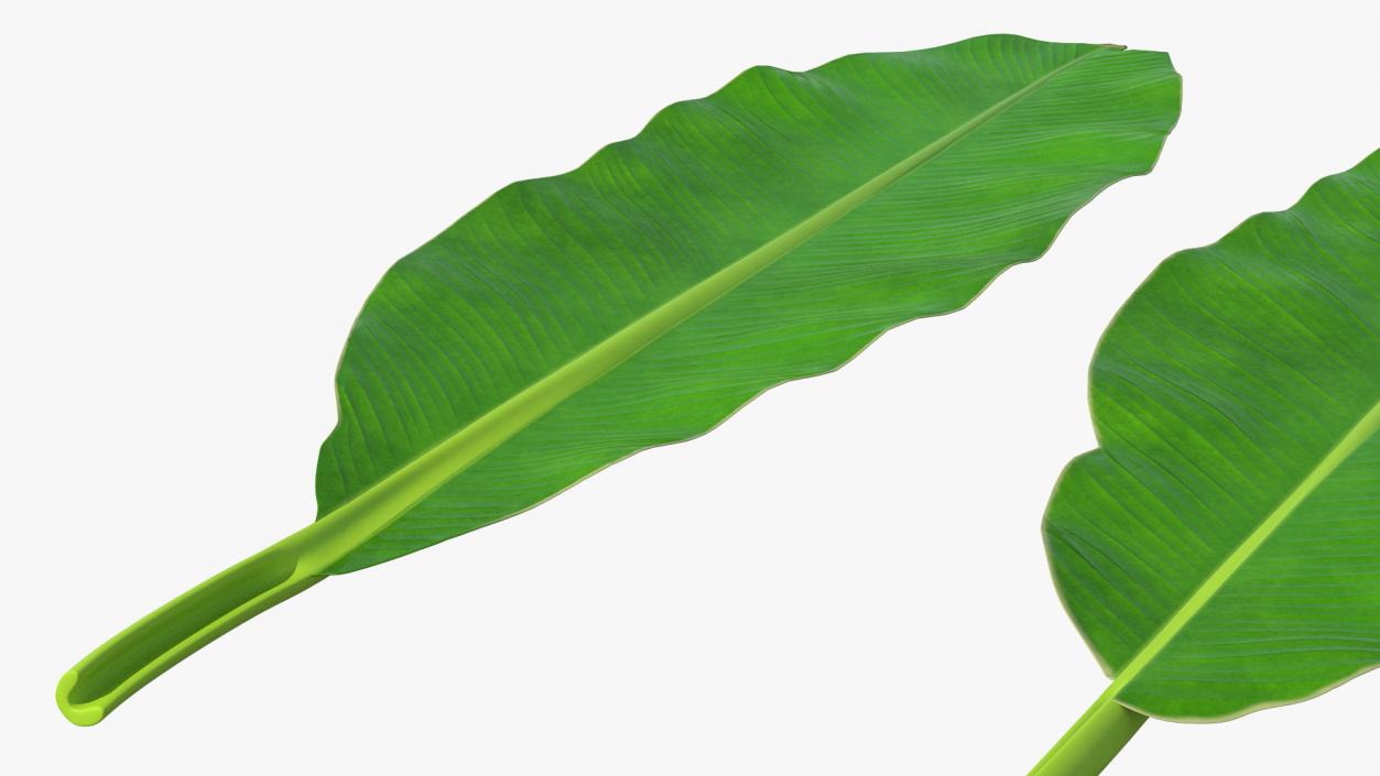 Leaves Collection 9 3D model