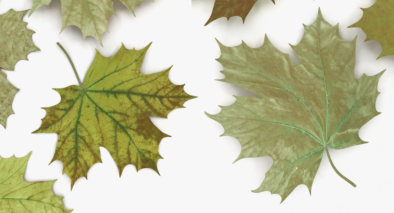 Leaves Collection 9 3D model