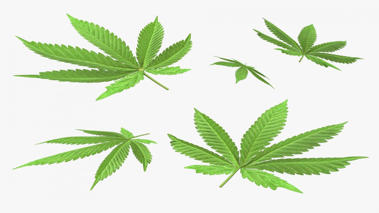 Leaves Collection 9 3D model