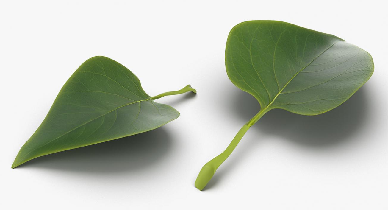 Leaves Collection 9 3D model