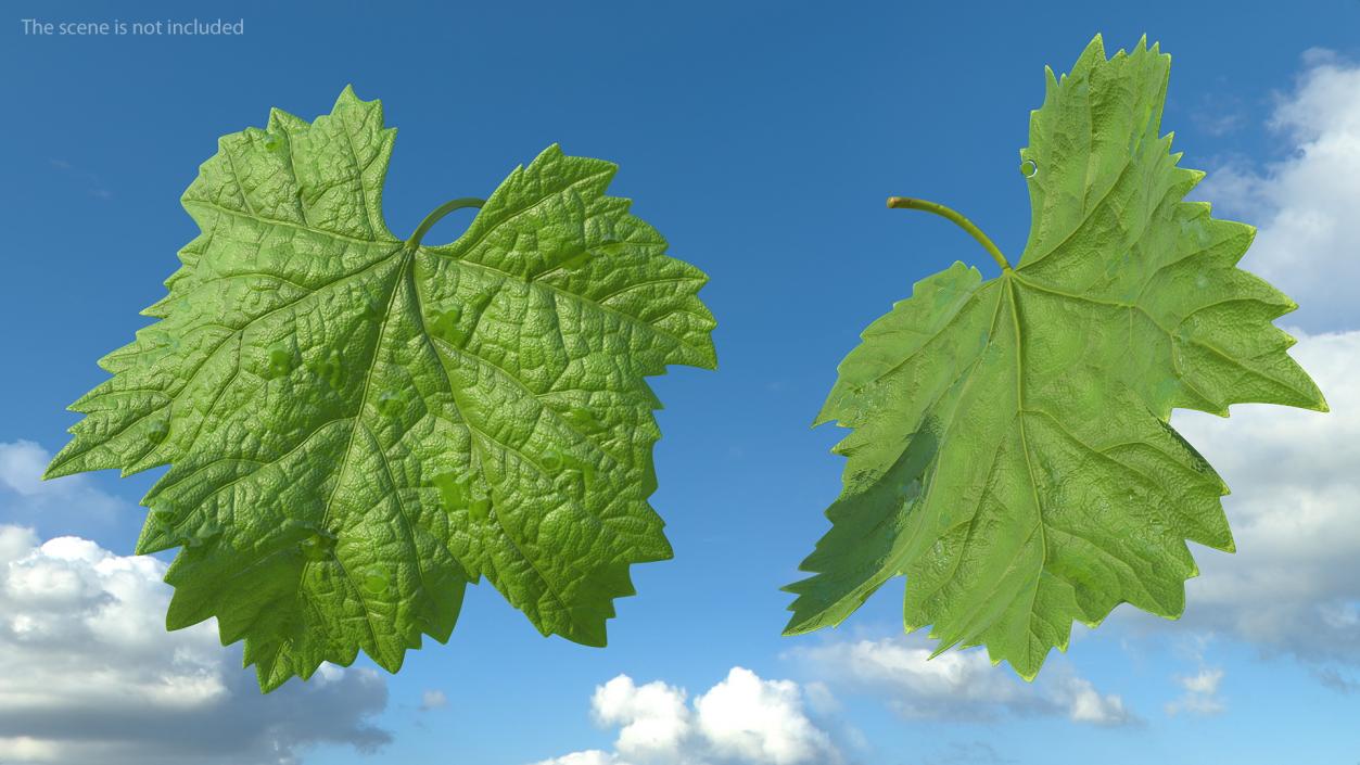 Leaves Collection 9 3D model