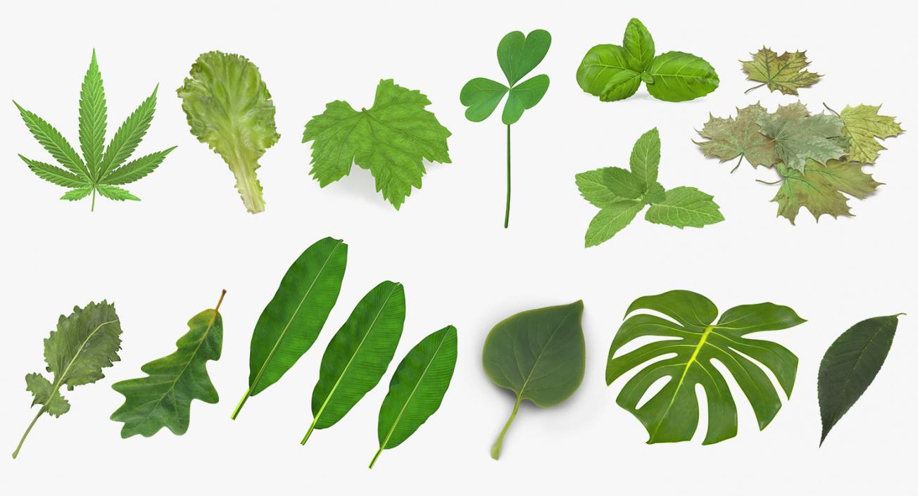 Leaves Collection 9 3D model