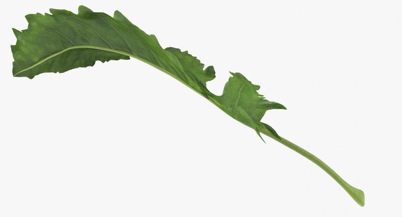 Leaves Collection 9 3D model