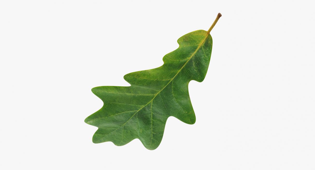 Leaves Collection 9 3D model