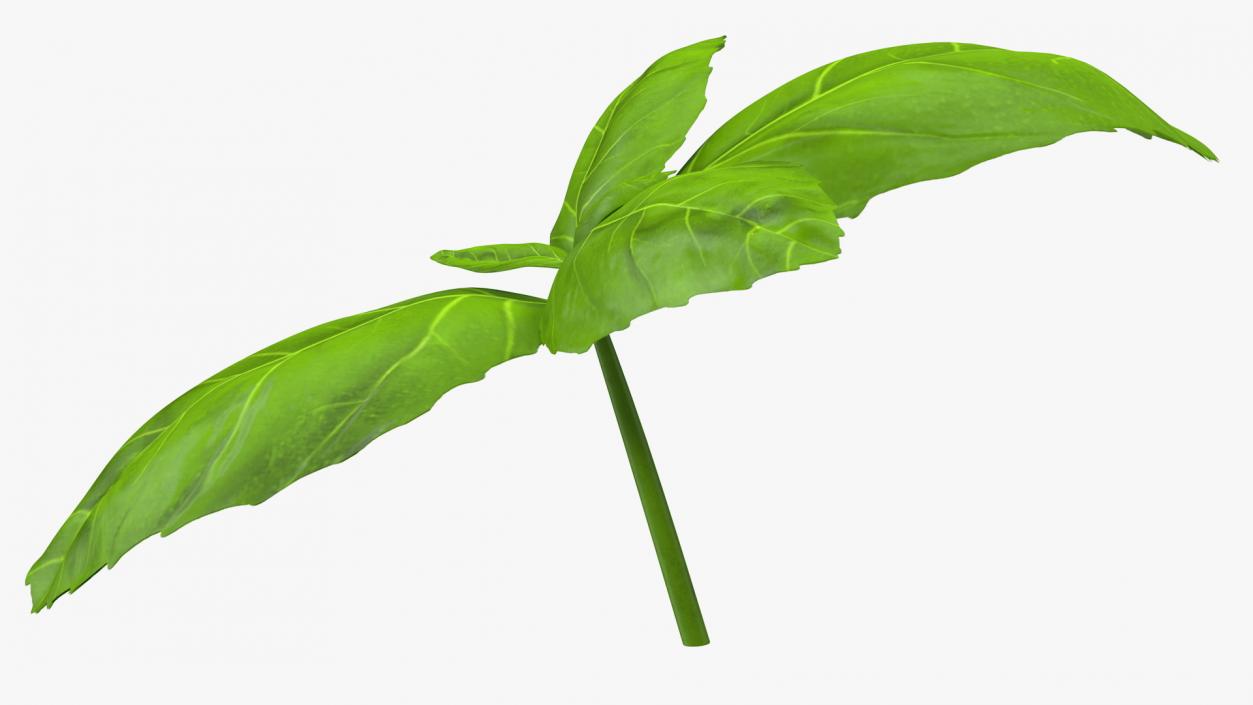 Leaves Collection 9 3D model