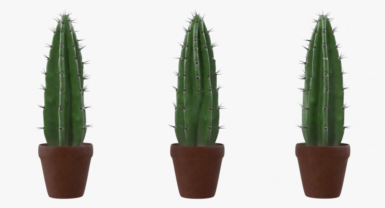 Cereus Peruvianus Cactus 3D model