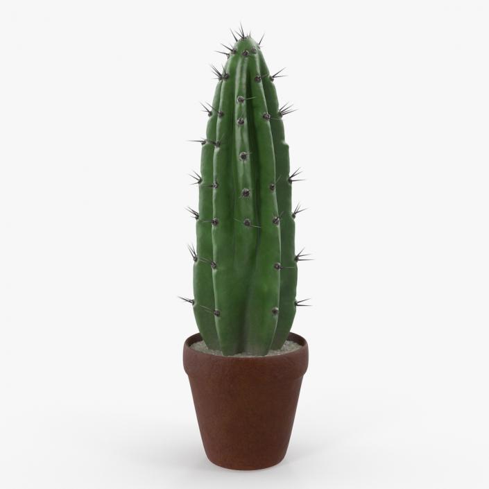 Cereus Peruvianus Cactus 3D model