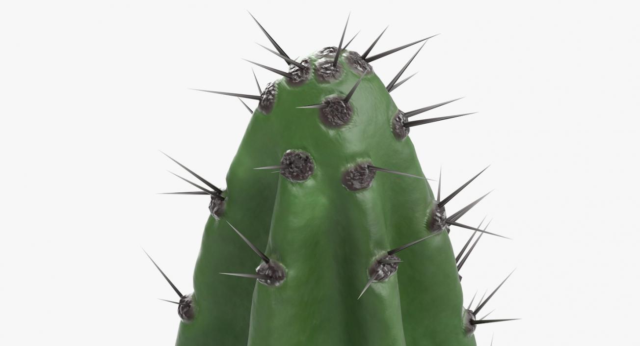 Cereus Peruvianus Cactus 3D model