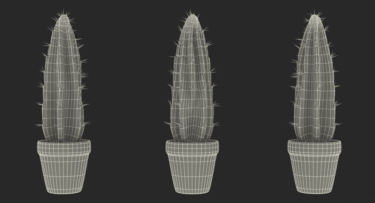 Cereus Peruvianus Cactus 3D model