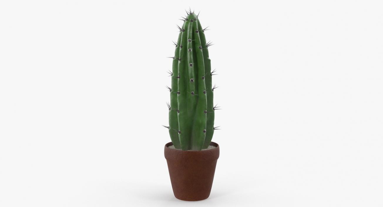 Cereus Peruvianus Cactus 3D model