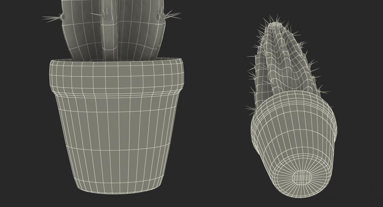 Cereus Peruvianus Cactus 3D model