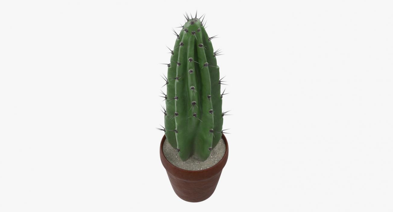 Cereus Peruvianus Cactus 3D model