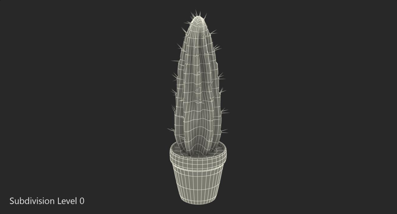 Cereus Peruvianus Cactus 3D model