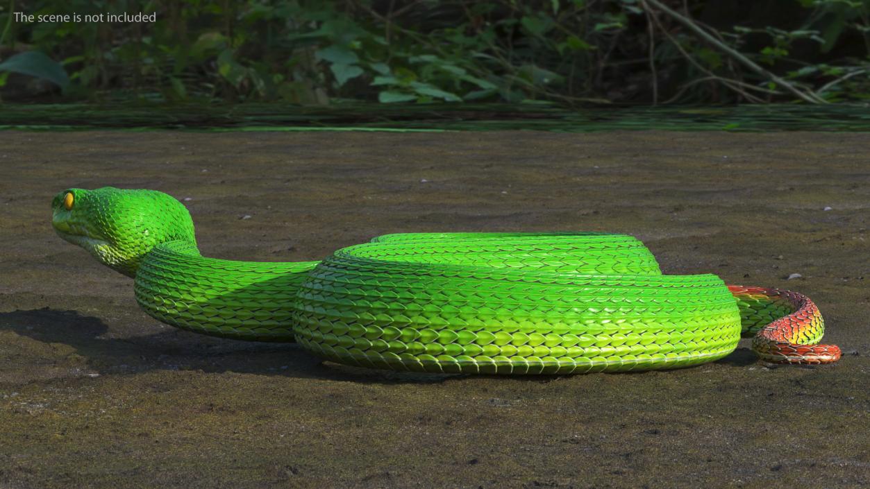 3D model Viper Green Trimeresurus Rigged for Maya