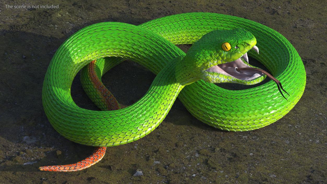 3D model Viper Green Trimeresurus Rigged for Maya