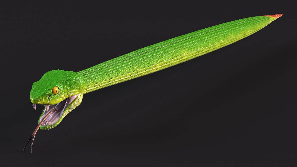 3D model Viper Green Trimeresurus Rigged for Maya