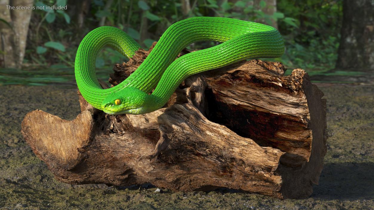 3D model Viper Green Trimeresurus Rigged for Maya