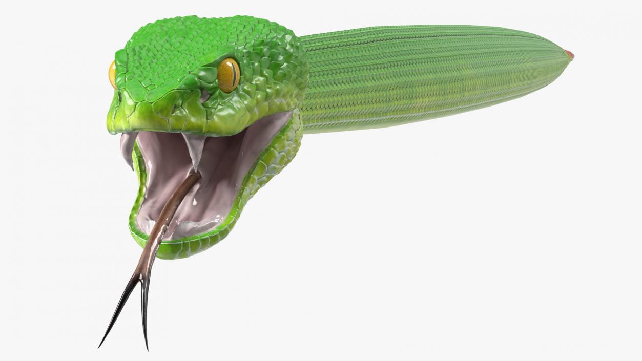 3D model Viper Green Trimeresurus Rigged for Maya