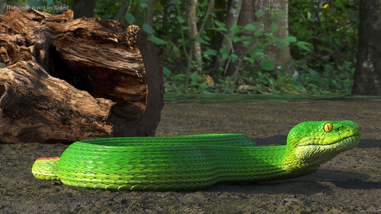 3D model Viper Green Trimeresurus Rigged for Maya