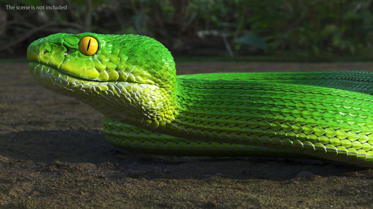 3D model Viper Green Trimeresurus Rigged for Maya