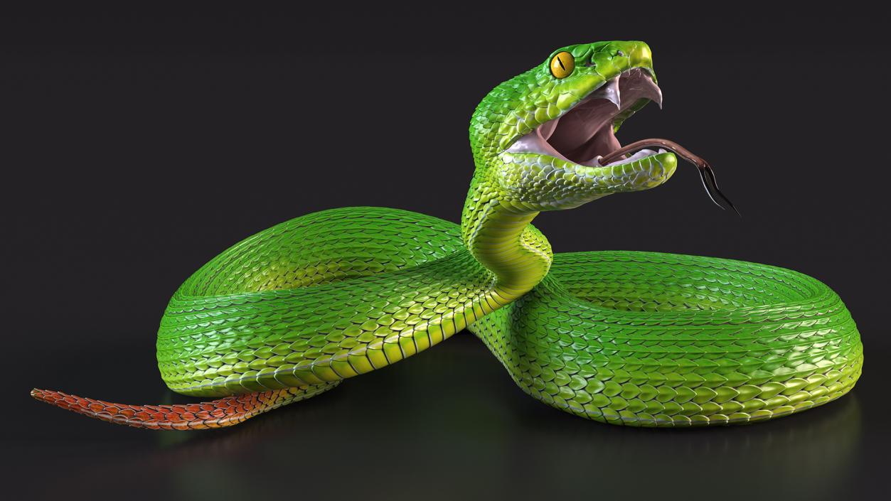 3D model Viper Green Trimeresurus Rigged for Maya