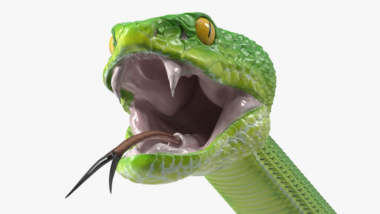 3D model Viper Green Trimeresurus Rigged for Maya