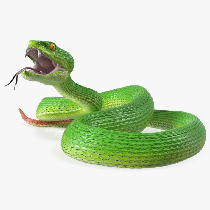 3D model Viper Green Trimeresurus Rigged for Maya