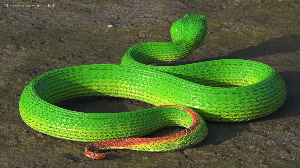 3D model Viper Green Trimeresurus Rigged for Maya