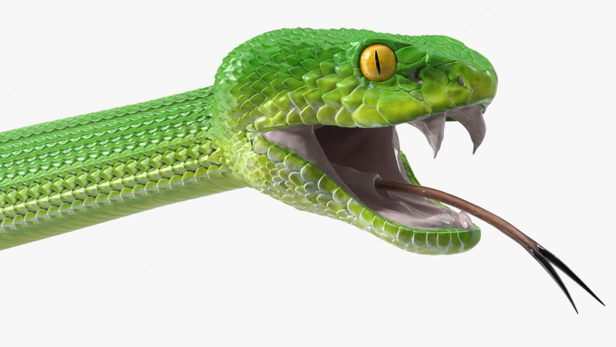 3D model Viper Green Trimeresurus Rigged for Maya