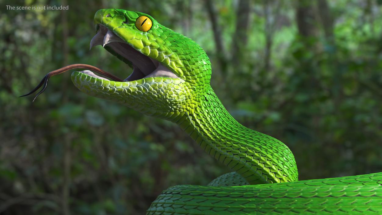 3D model Viper Green Trimeresurus Rigged for Maya