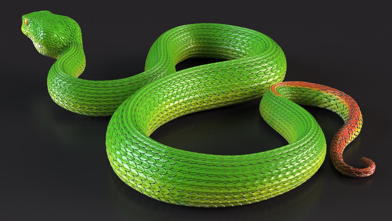 3D model Viper Green Trimeresurus Rigged for Maya