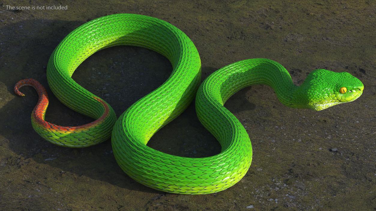 3D model Viper Green Trimeresurus Rigged for Maya