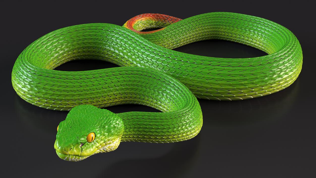 3D model Viper Green Trimeresurus Rigged for Maya